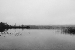 Spiegelung in stillem See von Bäumen und Seegras