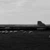 Grasende Schafe in ebener Landschaft, gerader Horizont, Stall im Hintergrund